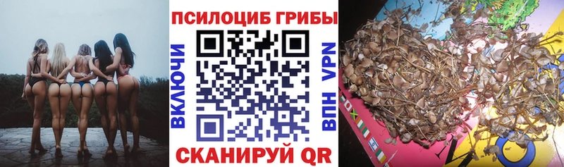 darknet телеграм  Тайшет  Галлюциногенные грибы Psilocybine cubensis 